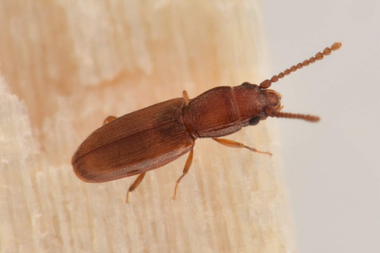 Laemophloeidae: Cryptolestes duplicatus ♂♀